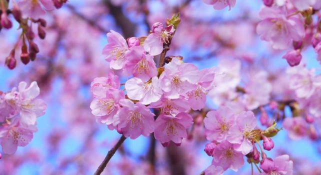 Tak Perlu Terbang Sampai Ke Jepun Boleh Saja Nikmati Indahnya Bunga Sakura Di Kedah